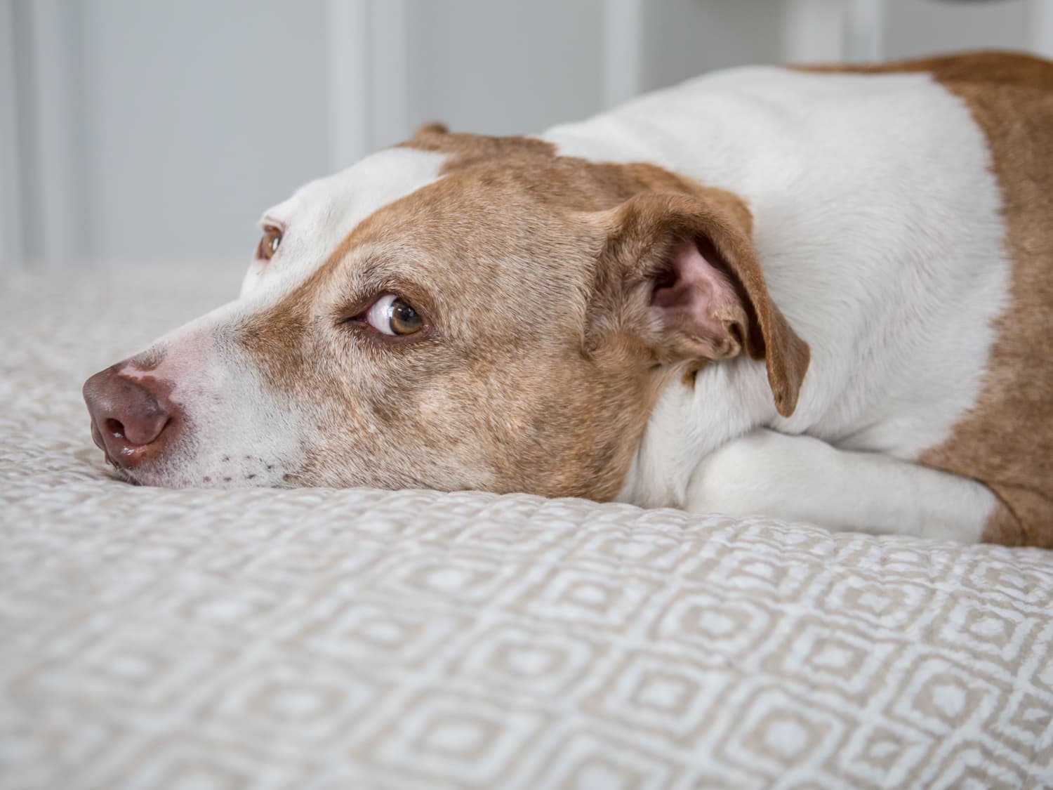 Best dog food according to vets online